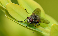 House Fly (Muscina levida)